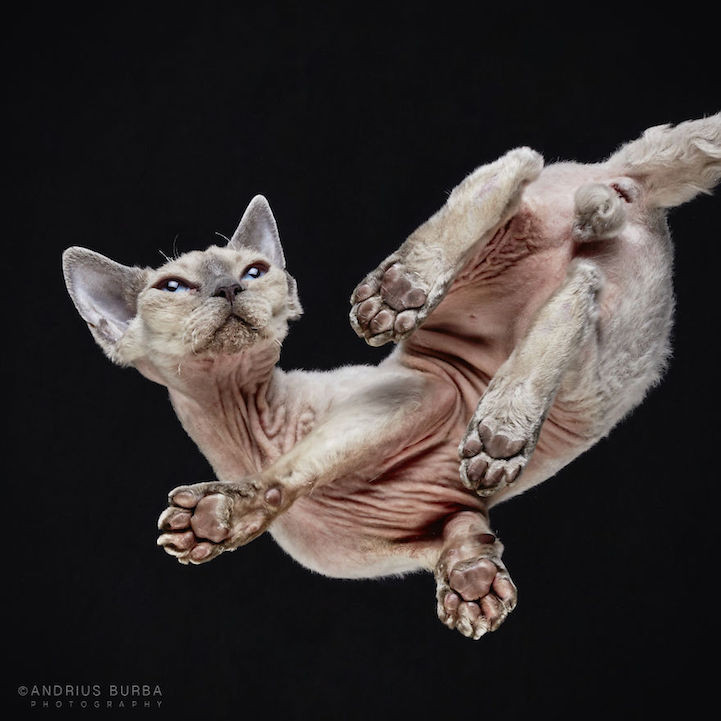 Bijzondere kattenfoto's