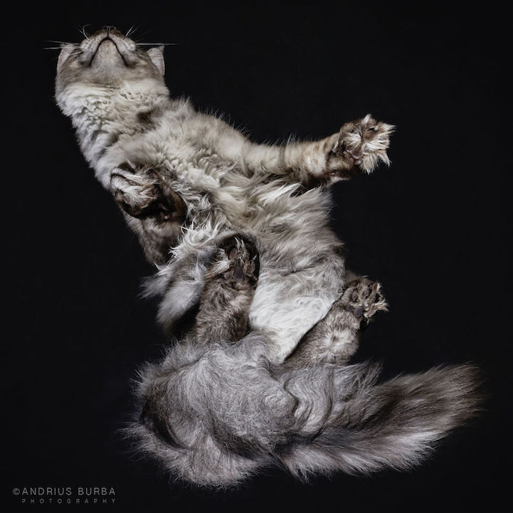 Bijzondere kattenfoto's