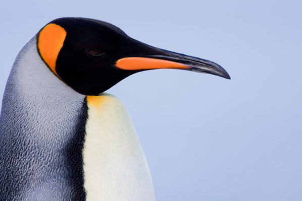 Pinguin