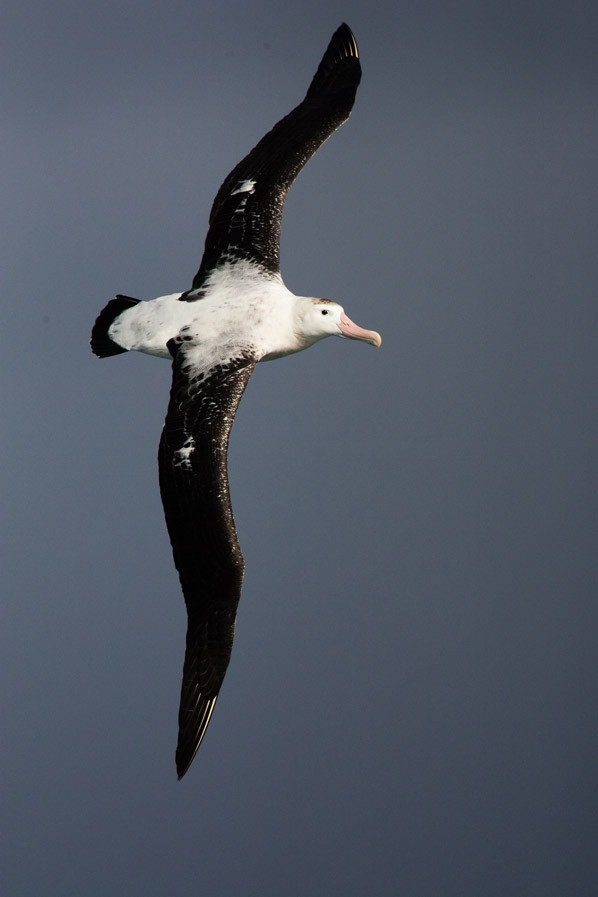 Reuzenalbatros