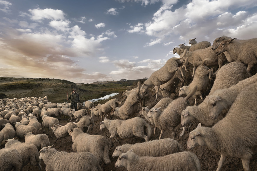 schaapherders Nederland
