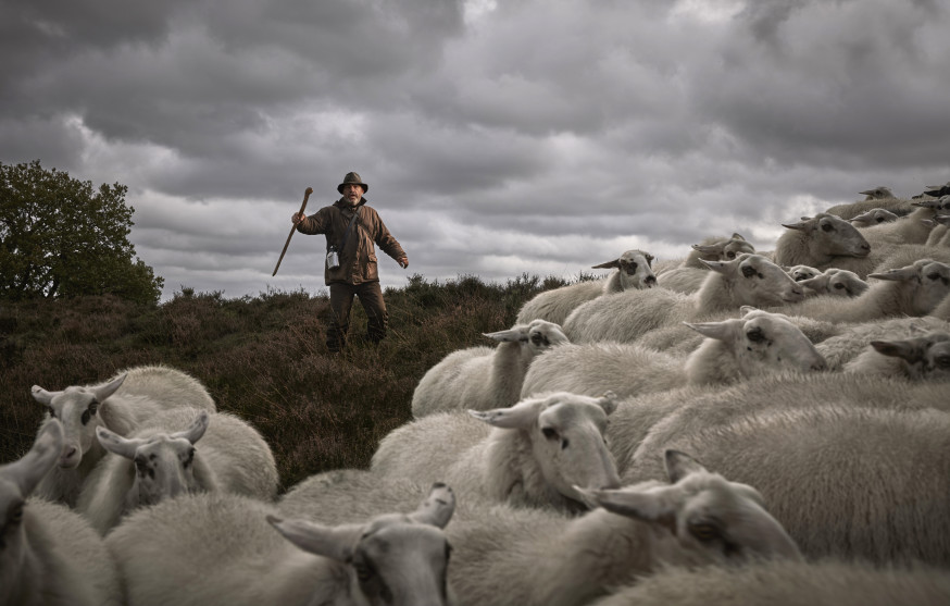 schaapherders Nederland