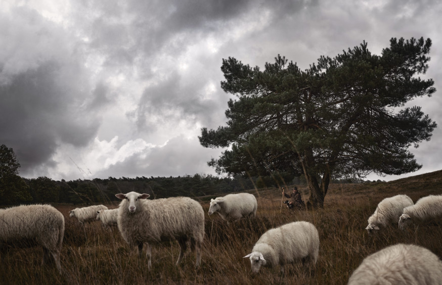 schaapherders Nederland