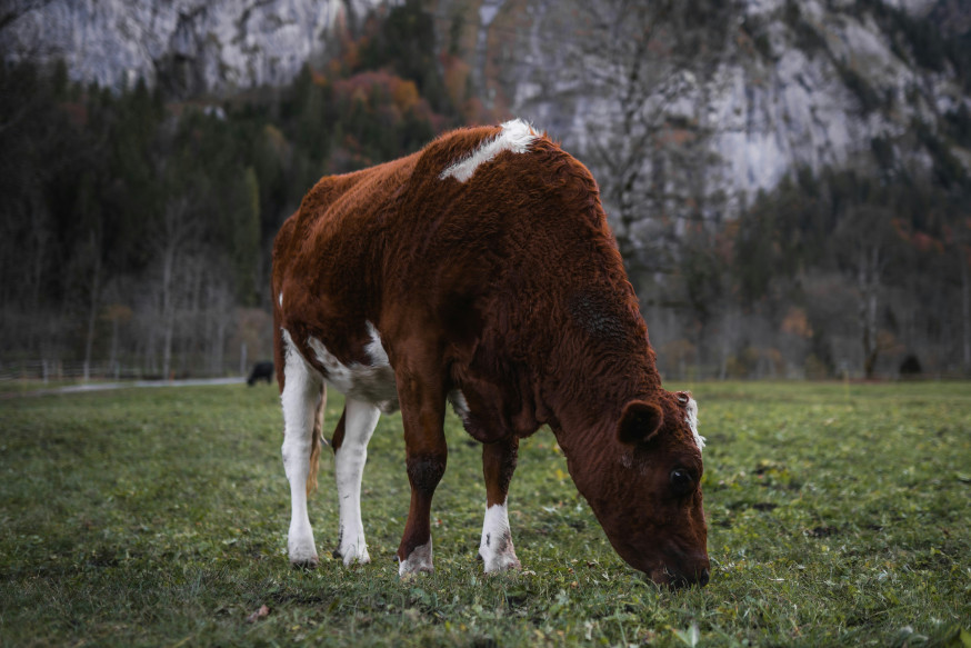 Lauterbrunnen fotografie