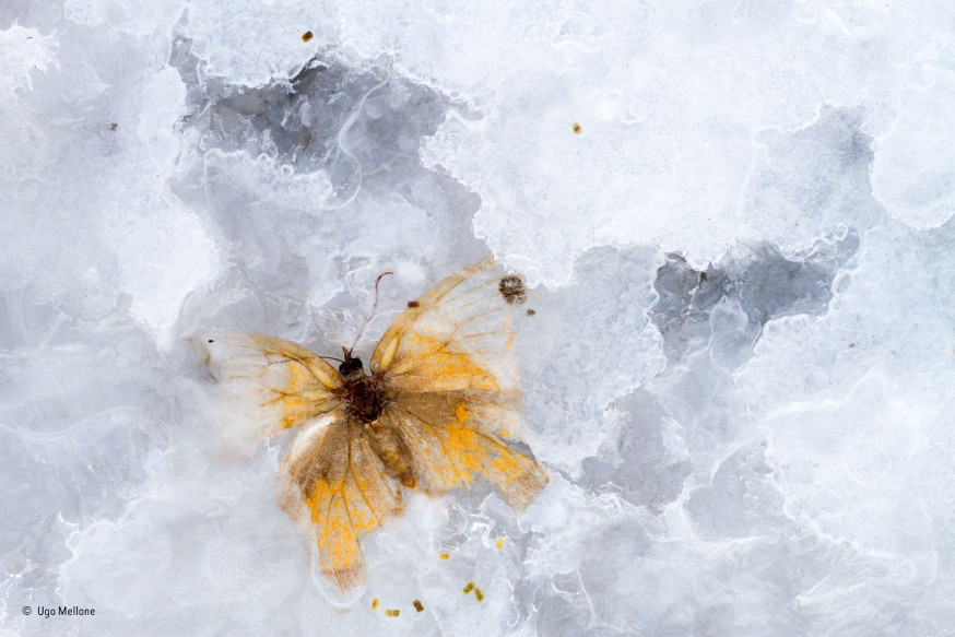De beste natuurfoto's van 2015