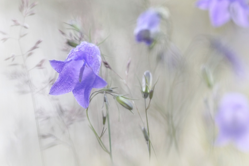 Nel Talen spotlight lezersfoto
