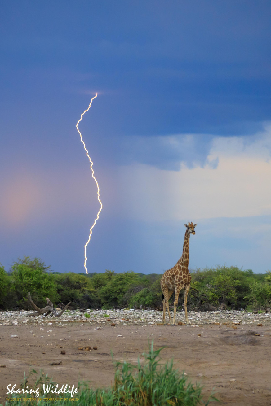 wildlife