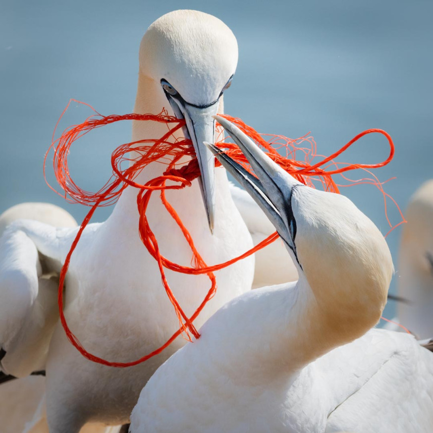 wildlife