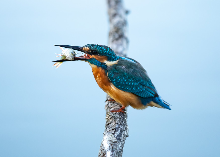 weekwinnaar vogels