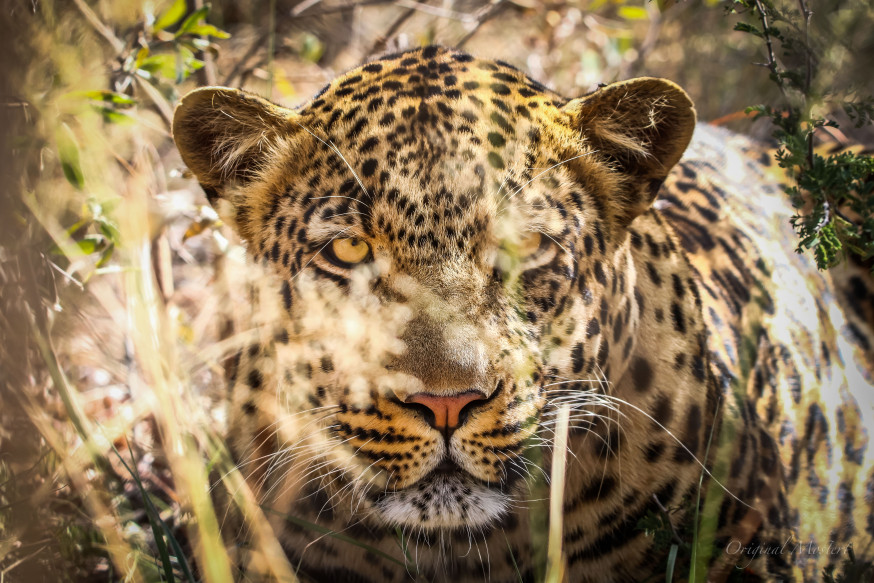 wildlife
