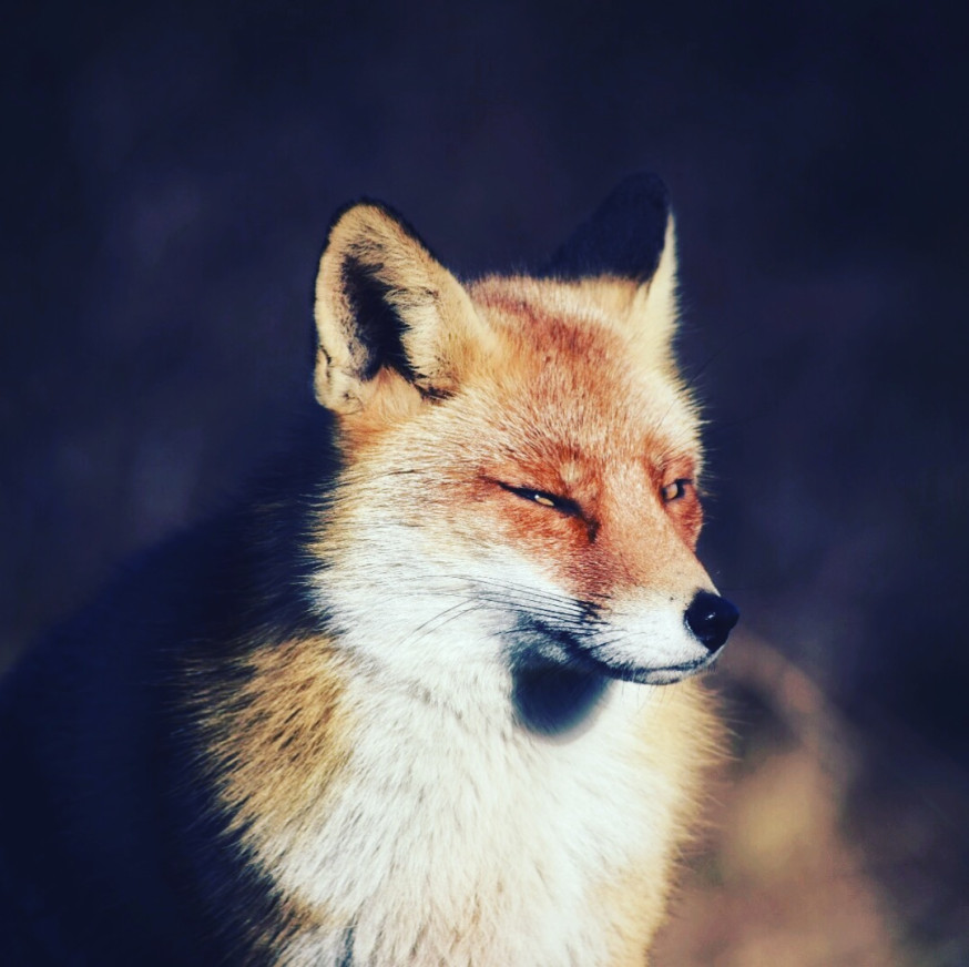 fotowedstrijd wildlife digifoto pro