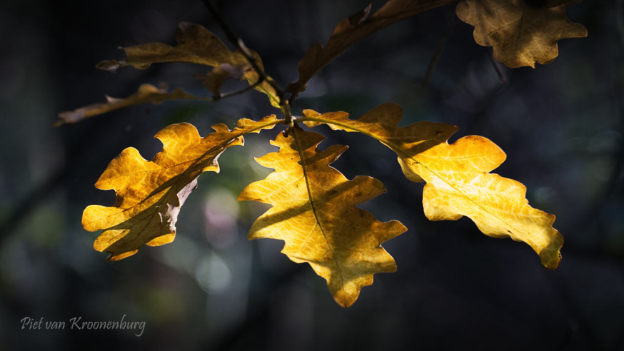 spotlight lezersfoto