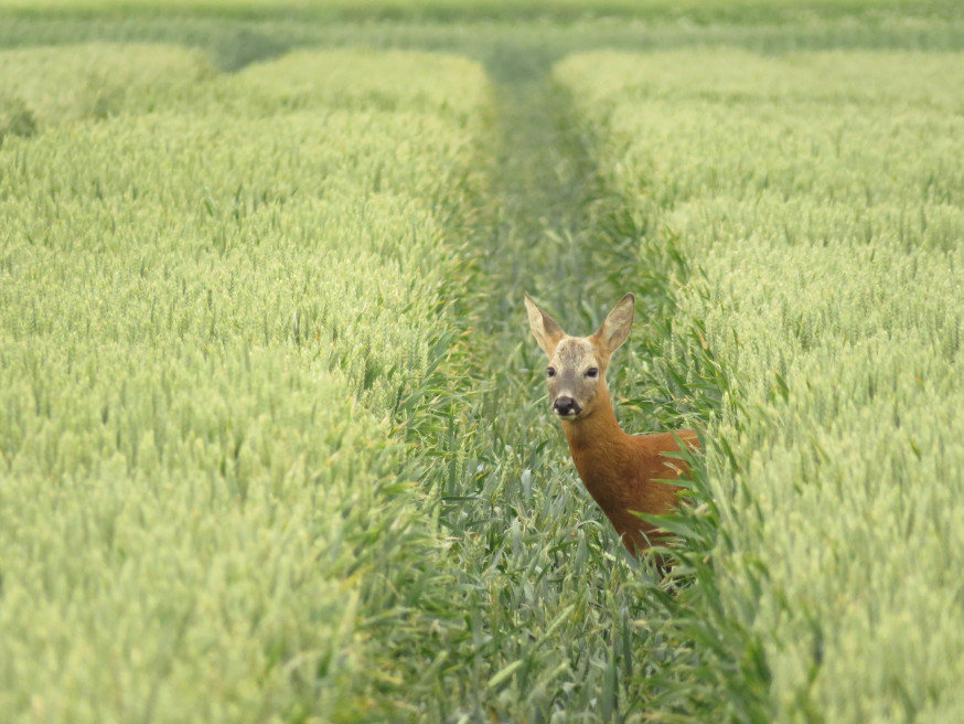 wildlife