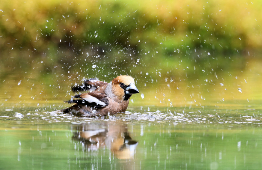 fotowedstrijd wildlife digifoto pro