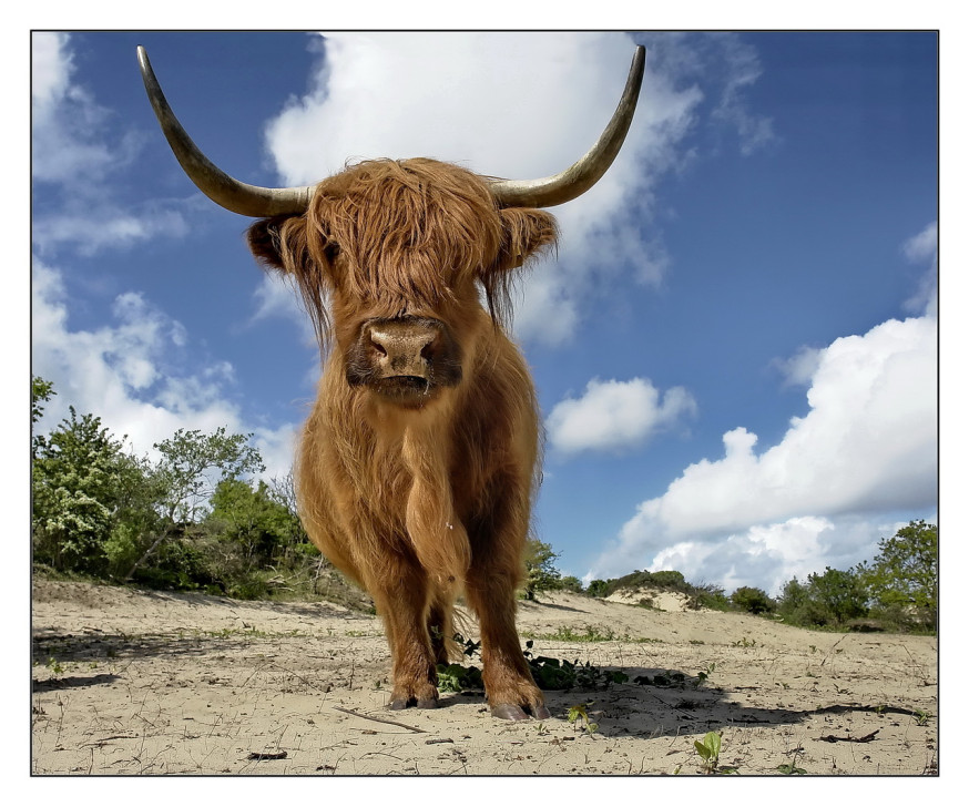 wildlife