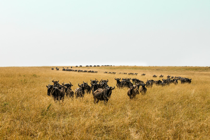 wildlife
