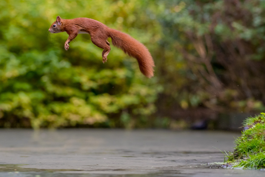wildlife