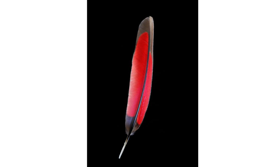 Robert Clark Feathers
