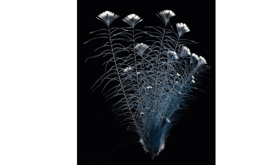 Robert Clark Feathers