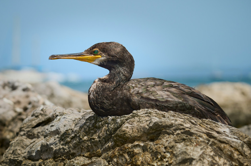 vogeltrek fotograferen