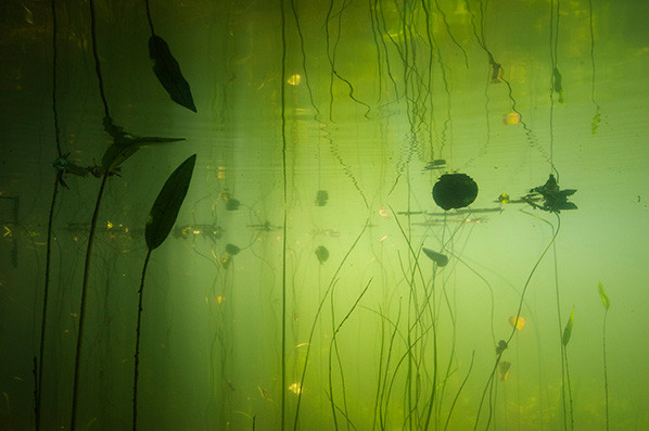 Waterlicht - Willem Kolvoort