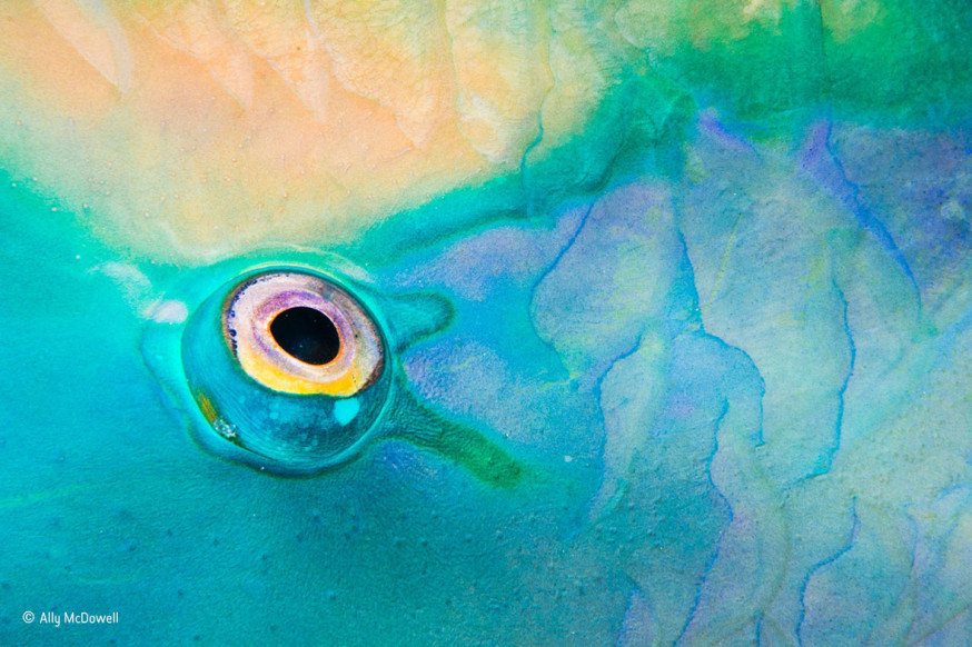 People's Choice Award - Wildlife Photographer of the Year