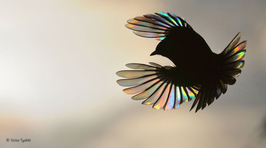 People's Choice Award - Wildlife Photographer of the Year