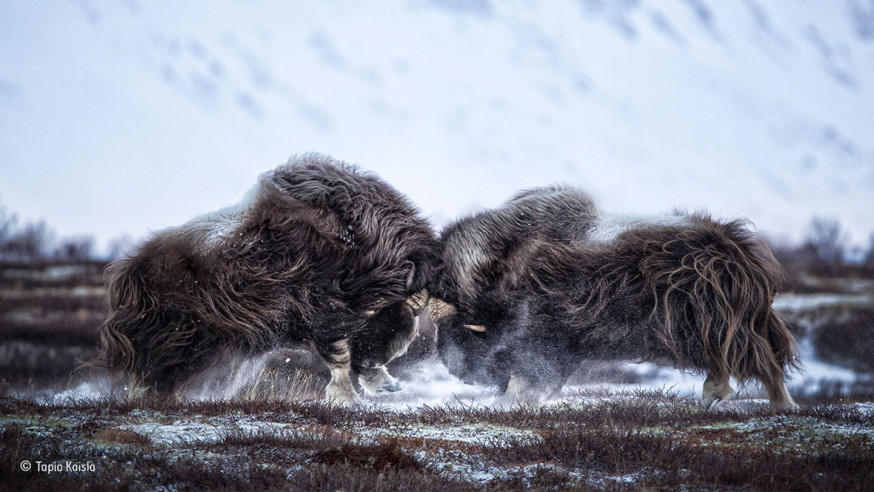 People's Choice Award - Wildlife Photographer of the Year