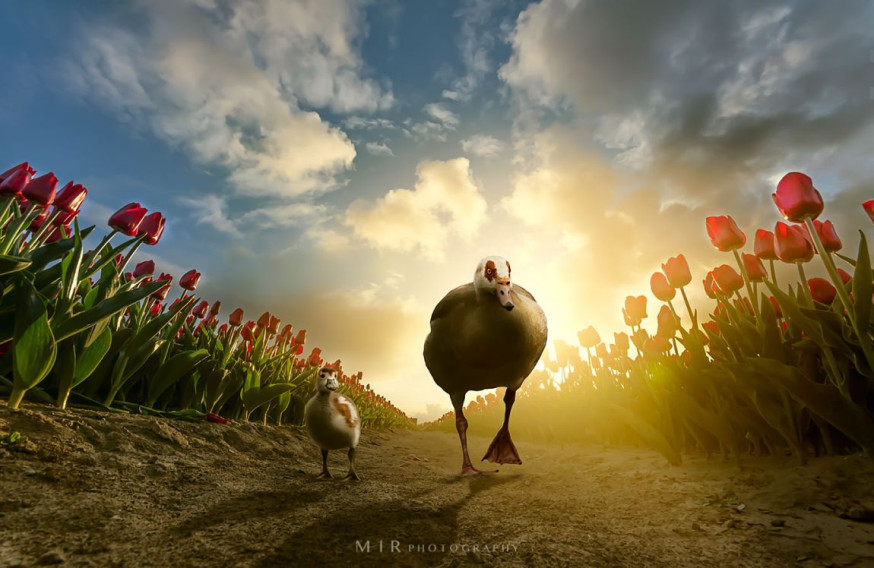 DIGIFOTO Pro weekwinnaar