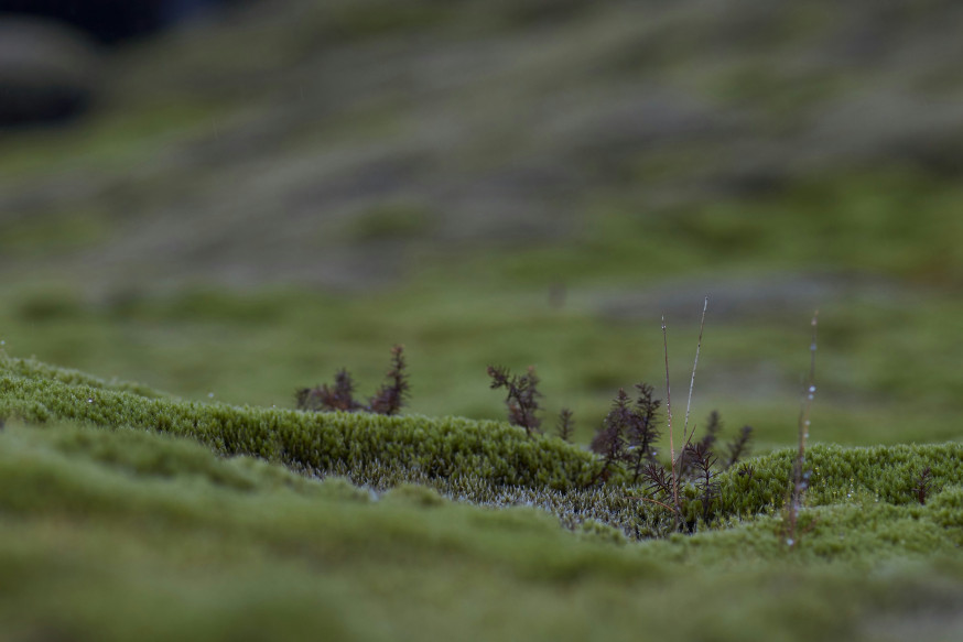 macro landschapsfotografie