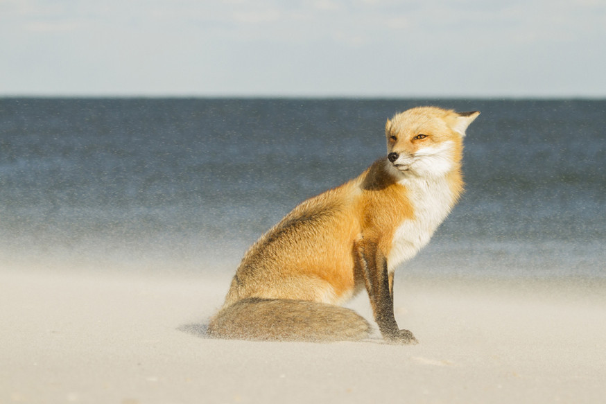 TPOTY 2016 