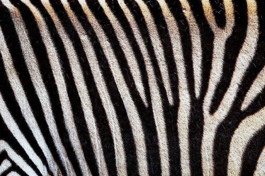 nikon