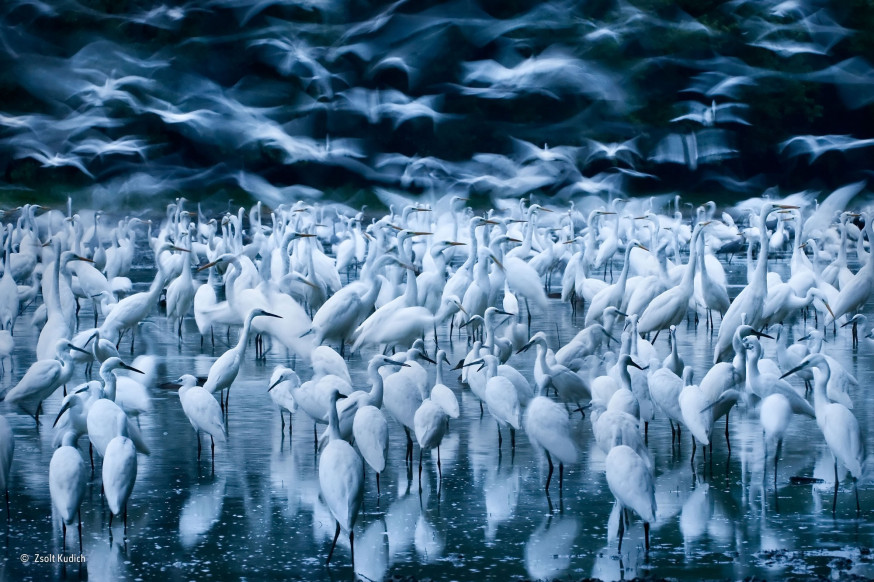 De beste natuurfoto's van 2015
