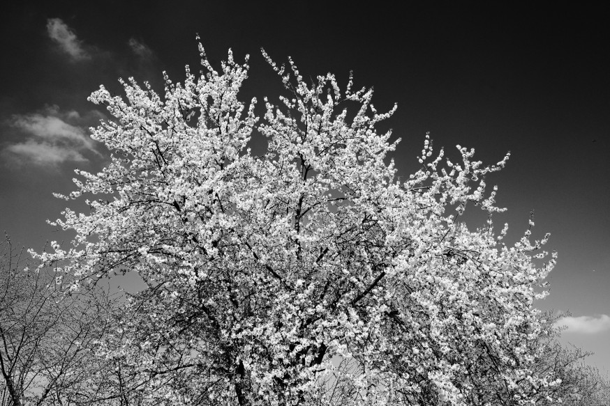 Nikon Z5II