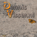 afbeelding van Dennisv