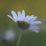 afbeelding van watikziefotografie