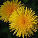 afbeelding van j weijn