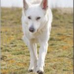 afbeelding van pmourik_134897