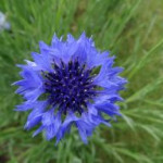 afbeelding van Tibo.deckerz_136342
