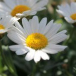 afbeelding van marleen_kb_136504
