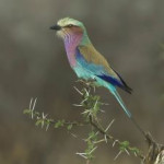 afbeelding van jubo