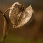 afbeelding van onnekemeijer_141593