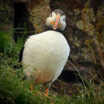 afbeelding van govana_146887