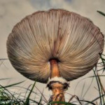 afbeelding van ghaspers_148008