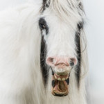 afbeelding van nrussel_148039