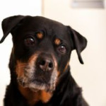 afbeelding van woldmanandre_150201