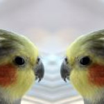 afbeelding van w.demey_152727