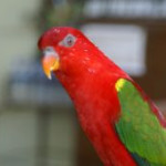afbeelding van chruseler_153184
