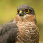 afbeelding van mseuters_153354