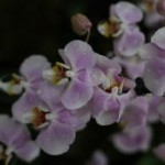 afbeelding van angelisme888a_159024